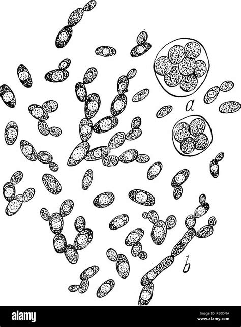 brewers yeast cells  res stock photography  images alamy