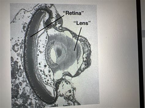 Biology Chapter 28 Protista Flashcards Quizlet