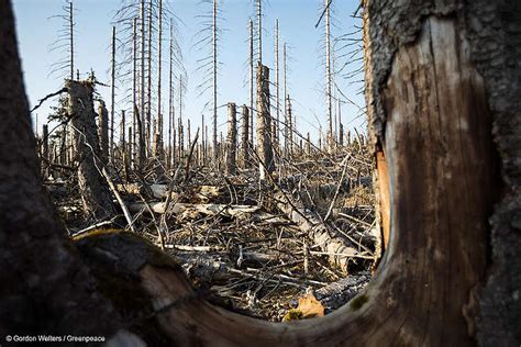 Fundaci N Greenpeace Argentina As Es Como La Destrucci N De Bosques