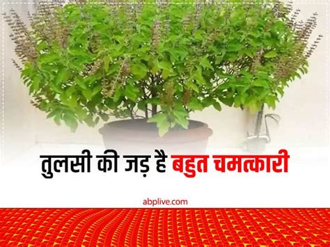 Astro Tips Tulsi Root Upay Benefit For Financial Problem Basil Root