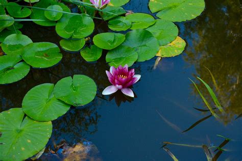 Images Gratuites la nature fleur plante feuille Floraison étang