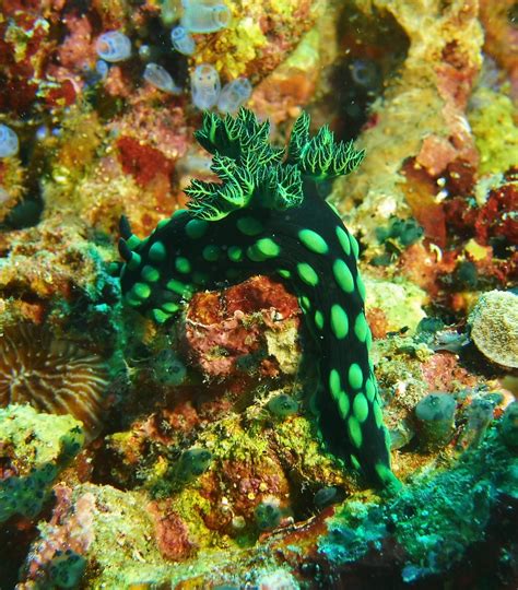 Crested Nembrotha Nembrotha Cristata 16 Mar 2019 Philippin Flickr