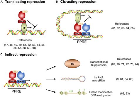 Frontiers Mechanistic Insights Into The Peroxisome Proliferator