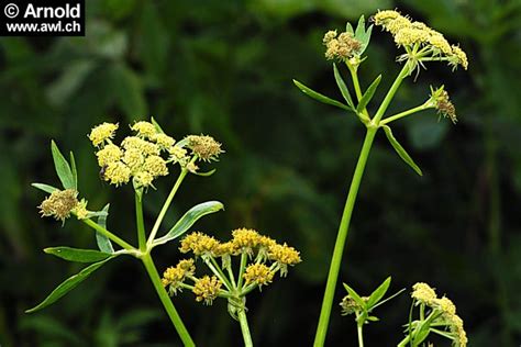 Liebstöckel Maggikraut Levisticum Officinale Awlch