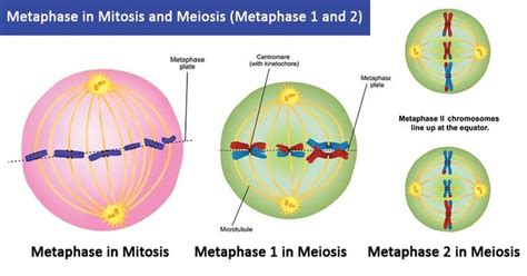 Metaphase Labeled