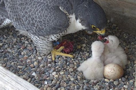 Co Op Conservation Mascot Peregrines Return To Revamped Nest