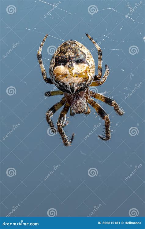 Cat-faced Spider stock image. Image of creepy, spider - 255815181