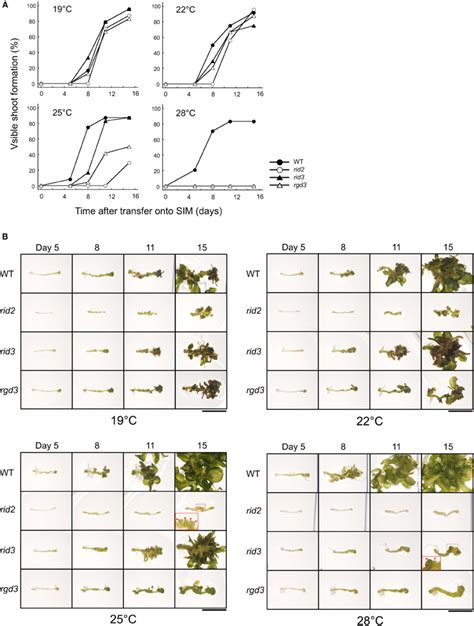 Frontiers Involvement Of Rrna Biosynthesis In The Regulation Of Cuc1