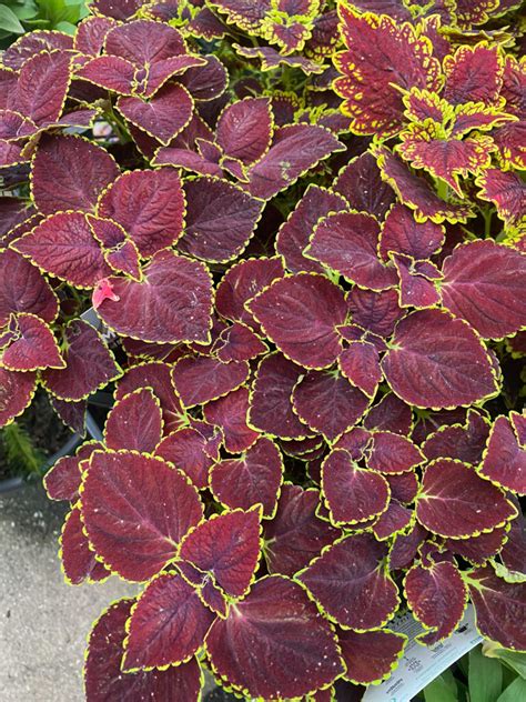 Coleus Main Street Broad Street Pot Hello Hello Plants