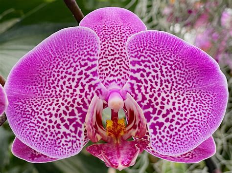 Phalaenopsis Hybrid | RegenAxe