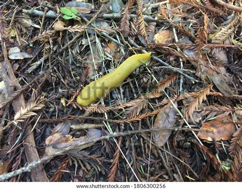 Banana Slug On Forest Floor Stock Photo 1806300256 Shutterstock