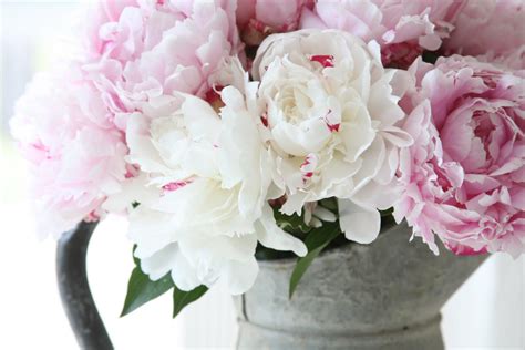 Peony Desktop Wallpapers Top Free Peony Desktop Backgrounds Wallpaperaccess
