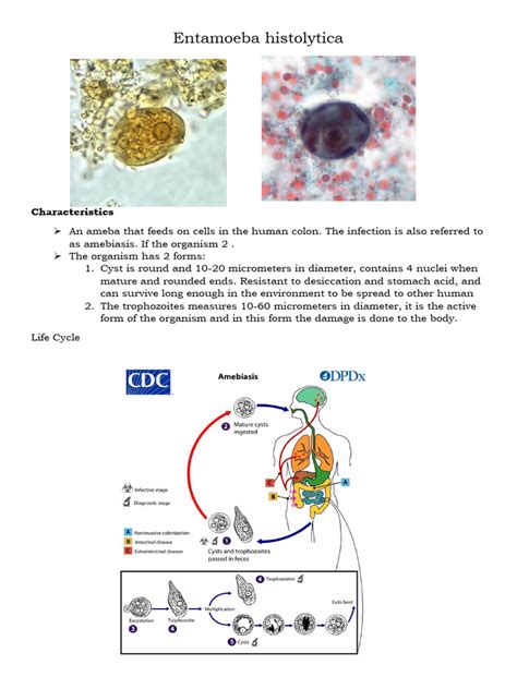 Entamoeba Histolytica Pdf