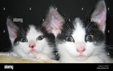 White Siblings Hi Res Stock Photography And Images Alamy