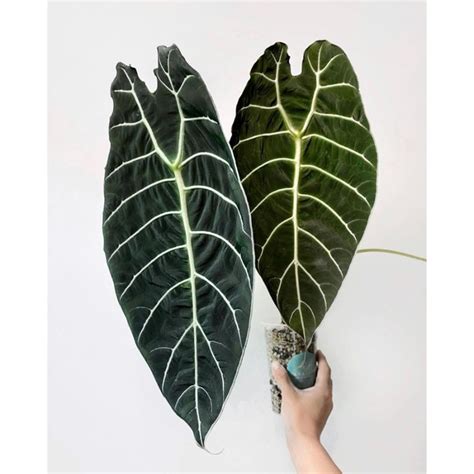 Jual Tanaman Hias Alocasia Watsoniana Besar Jumbo Keladi Wasoniana