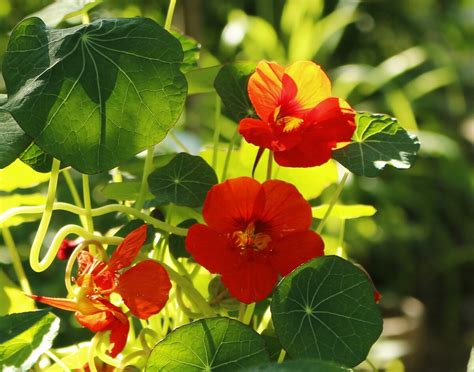Настурция Девичья Краса смесь (65 фото) » НА ДАЧЕ ФОТО