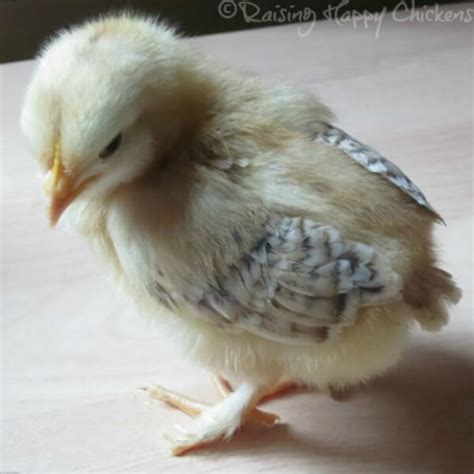 Hatching chicks? Find out what happens in days 14 to 19 of incubation.