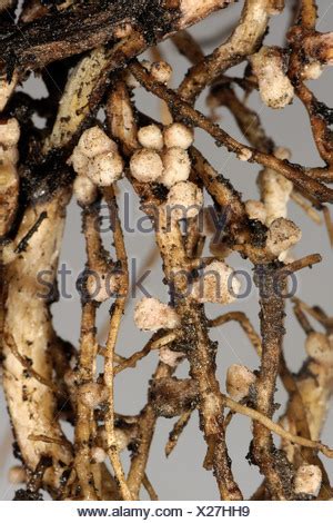 Rhizobium root nodules on broad or field bean for nitrogen fixation ...