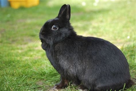 Netherland Dwarf Rabbit Breed Information And Pictures