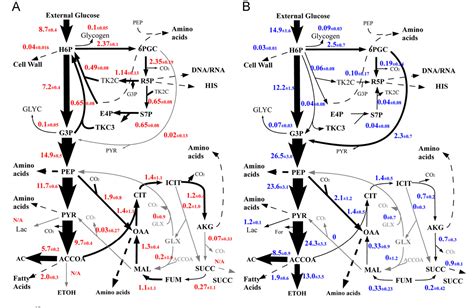 Figure From Synergy Between C Metabolic Flux Analysis And Flux