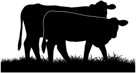 Cattle Herd Silhouette