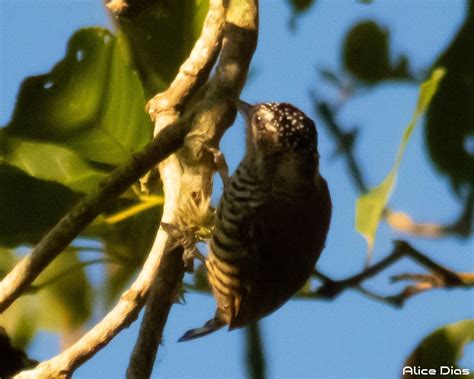 Pica pau anão barrado fêmea Picumnus cirratus Alfenas M Alice