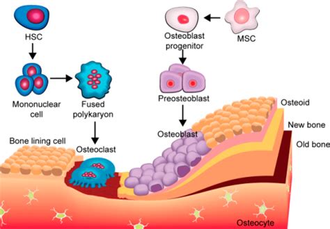 Diagram Showing Evolution Of Osteoblasts And Osteoclasts In Bone Formation