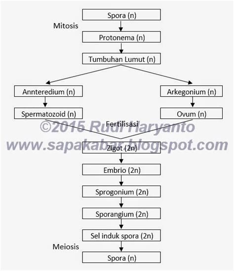 Lumut Bryophyta Pelajaranmu Hari Ini