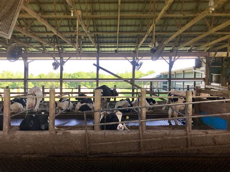 Disappearing dairies: Small family farms 'squeezed out' of US market