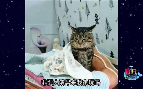 【每日一囧】大年初一的猫猫：猫与人的悲喜并不相通 猫猫村长 猫猫村长 猫猫村长 哔哩哔哩视频