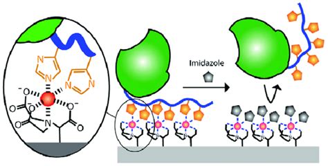 Ni NTA Particles For His Tagged Protein Purification CD Bioparticles