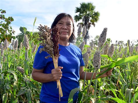 Sorgum Sebagai Sumber Bahan Pangan Kenapa Tidak