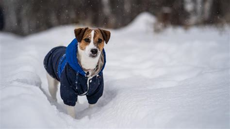 How Cold Is Too Cold for Your Dog? | PetMD