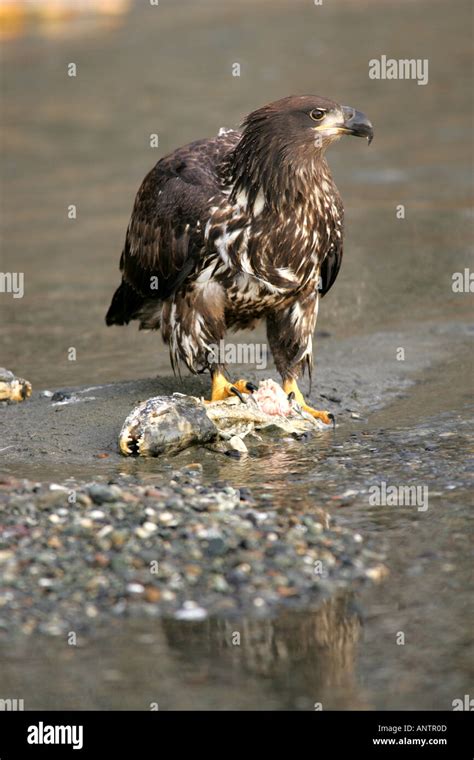 bald eagle alaska Stock Photo - Alamy