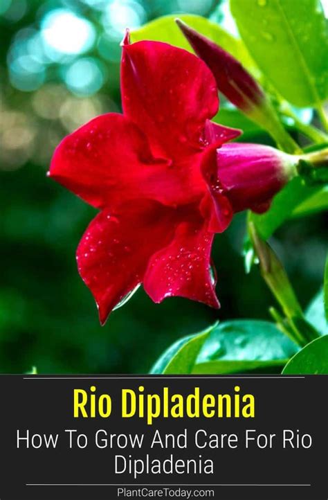 How To Grow And Care For Rio Dipladenia