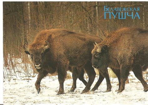 Belovezhskaya Pushcha/Bialowieza Forest, Belarus and Poland. Bialowieza ...