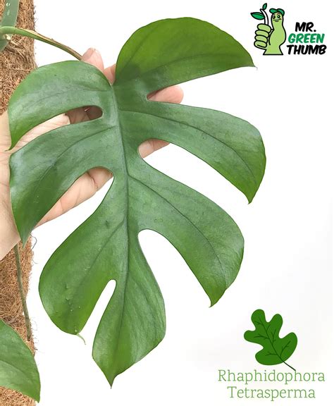 Rhaphidophora tetrasperma