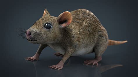 3d Realistic Rat Model Turbosquid 1301671