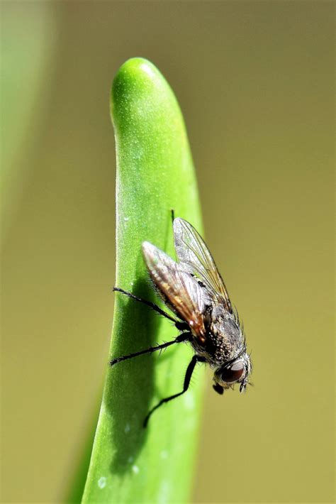 Kostenlose Foto Natur Fl Gel Fotografie Blatt Blume Tier Fliege