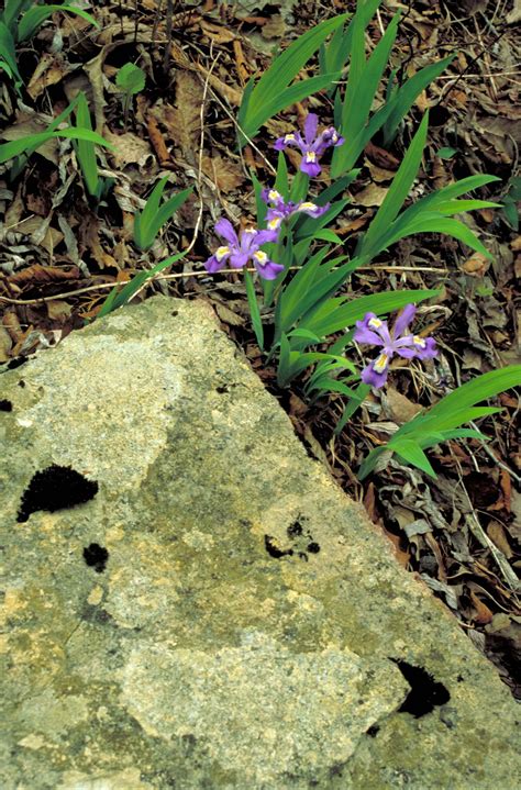 Free picture: crested iris, flowers, purple flowers