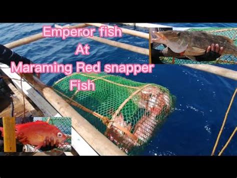 Bobo Fishing Fish Trap Compilation YouTube