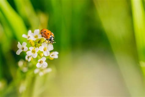 Le Printemps Avec Chor Graphies Chansons Et Jeux Dans S Pour