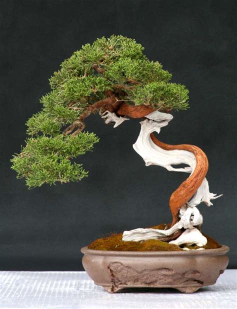 Bonsai | Traditional Kyoto