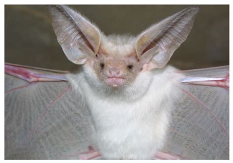 Diversity Free Full Text Diversity And Conservation Of Bats In