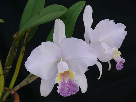 Cattleya Lueddemanniana Coerulea Mariauxi