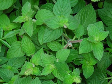 Oregano In Herb Garden At Kenmore Mercy Hospital Kenmore Ny Buffalo