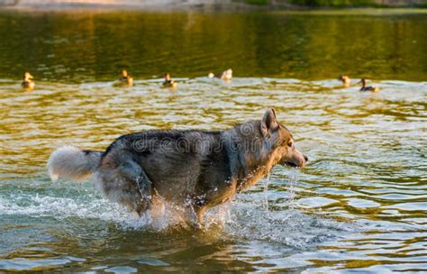 Water Husky Stock Photo Image Of Wolf Water Black 187107728