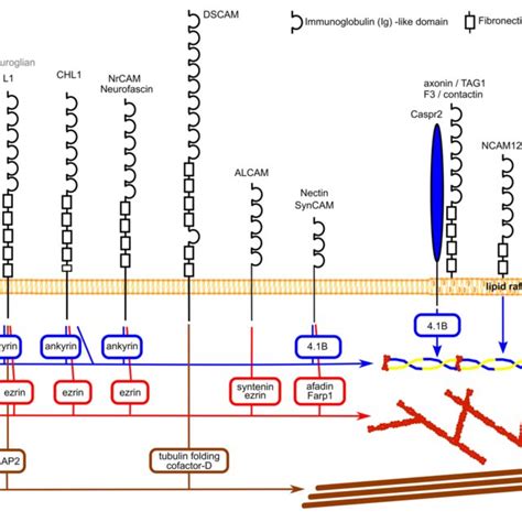 2 EcR Signaling Cell Autonomously Regulates Transformation Of