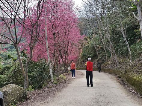 古坑草嶺櫻花季交管意見兩極 縣府今起暫停管制 觸食旅