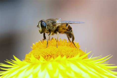 Drone-fly - Insect Week